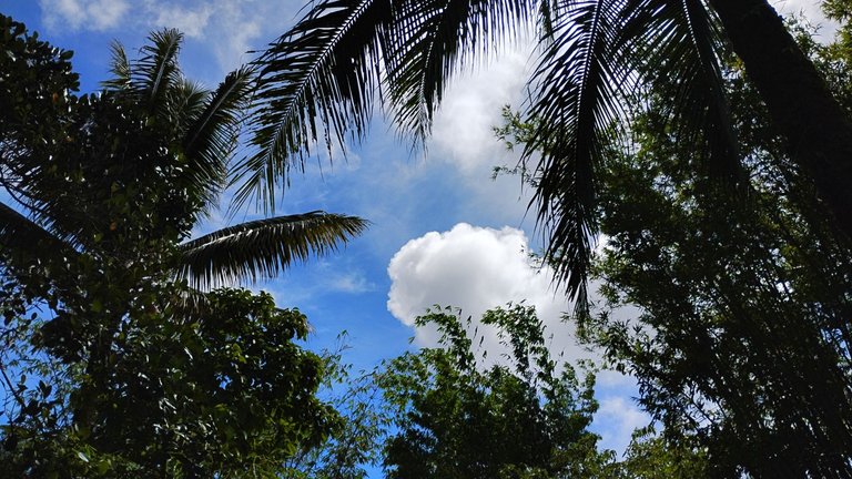 I Am #AliveAndThriving Today! || #IAmAliveChallenge || Daily Off-Grid Jungle Journal Entry: Day #1063 - Hive School: How to #ThriveOnHive - GaiaYoga Gardens, Lower Puna, Far East Big Island, Hawai'i - Wednesday, June 25, 2025 