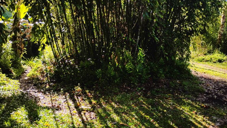I Am #AliveAndThriving Today! || #IAmAliveChallenge || Daily Off-Grid Jungle Journal Entry: Day #1025 - BBHO Powerup Day Today, and XV Investment Project Wrap-Up Tomorrow - GaiaYoga Gardens, Lower Puna, Far East Big Island, Hawai'i - Sunday, May 18, 2025 