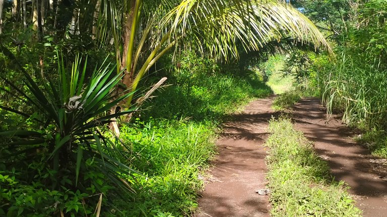 I Am #AliveAndThriving Today! || #IAmAliveChallenge || Daily Off-Grid Jungle Journal Entry: Day #873 - Arrived in Hamakua, and a Full Day of Sessions - GaiaYoga Gardens, Lower Puna, Far East Big Island, Hawai'i - Tuesday, December 17, 2024 