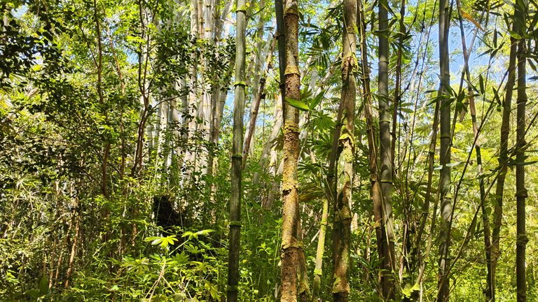 IMG_20250802_142806691_HDR.jpg