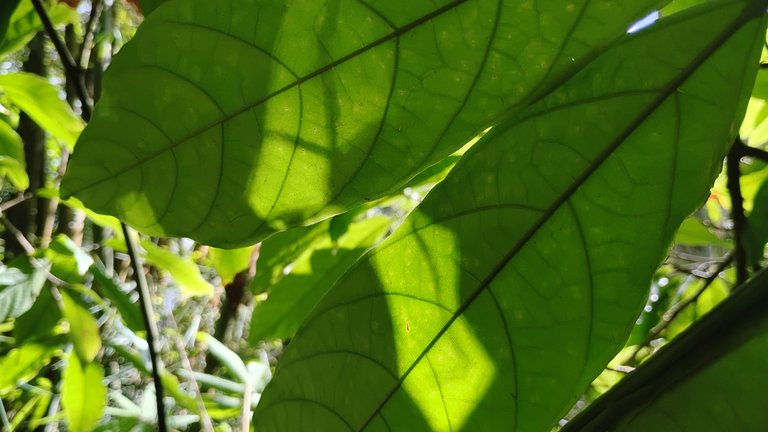 IMG_20250718_150706296_HDR.jpg