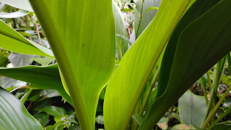 I Am #AliveAndThriving Today! || #IAmAliveChallenge || Daily Off-Grid Jungle Journal Entry: Day #1109 - A New Focus on Liquidity Pools with Off-Chain Assets - GaiaYoga Gardens, Lower Puna, Far East Big Island, Hawai'i - Sunday, August 10, 2025