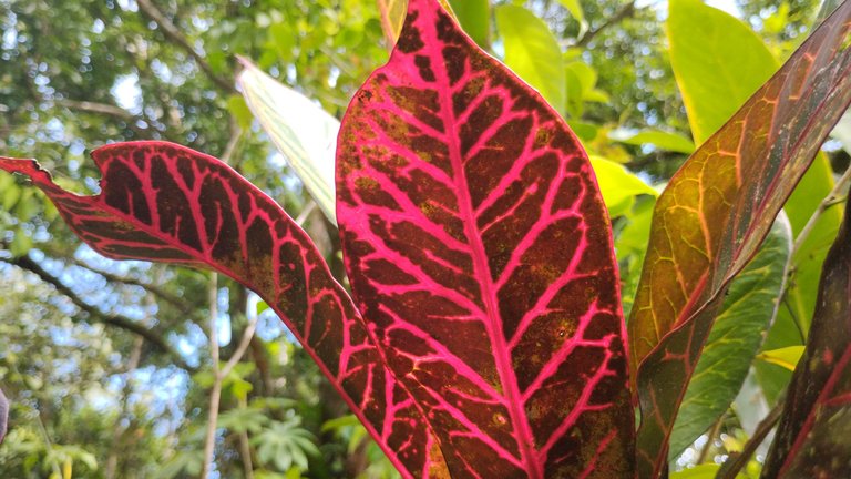IMG_20250722_150323380_HDR.jpg