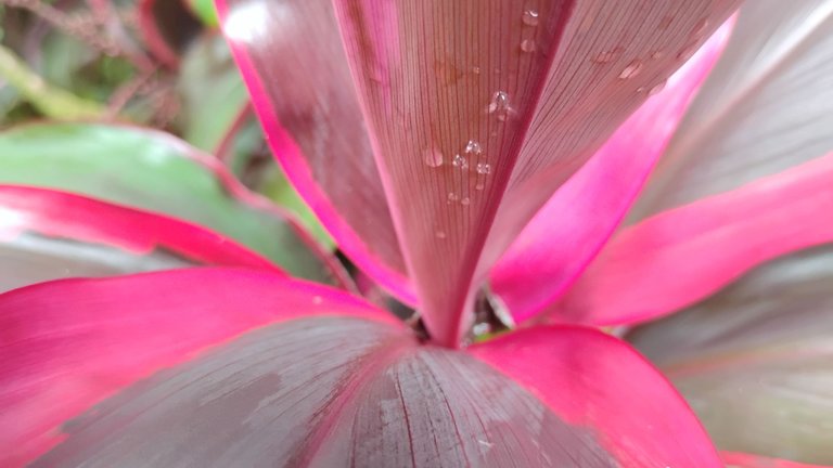 I Am #AliveAndThriving Today! || #IAmAliveChallenge || Daily Off-Grid Jungle Journal Entry: Day #848 - Continuing Forward When Inspiration and Motivation Are Low - GaiaYoga Gardens, Lower Puna, Far East Big Island, Hawai'i - Friday, November 22, 2024 