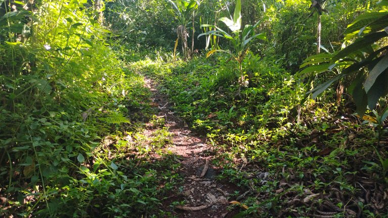 I Am #AliveAndThriving Today! || #IAmAliveChallenge || Daily Off-Grid Jungle Journal Entry: Day #907 - 2025, a Very Good Year for Crypto! - GaiaYoga Gardens, Lower Puna, Far East Big Island, Hawai'i - Monday, January 20, 2025 