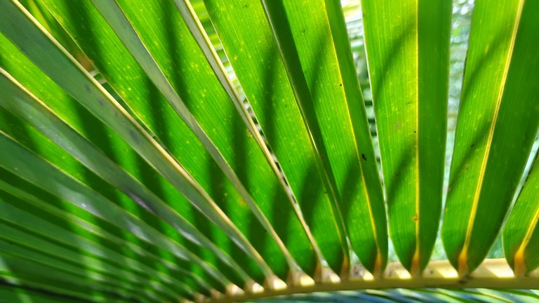 I Am #AliveAndThriving Today! || #IAmAliveChallenge || Daily Off-Grid Jungle Journal Entry: Day #1120 - Hive's Puzzle Is Coming Together, the Ecosystem Is Exploding, and I'm Investing More Deeply - Far East Big Island, Hawai'i - Thursday, August 21, 2025