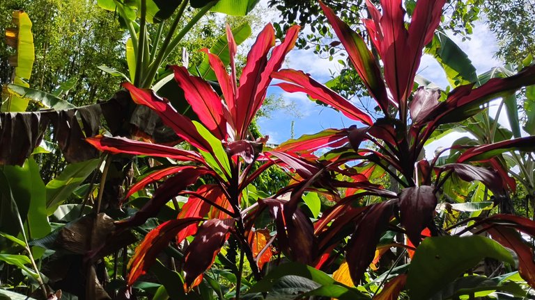 I Am #AliveAndThriving Today! || #IAmAliveChallenge || Daily Off-Grid Jungle Journal Entry: Day #1037 - 9,800 HP Surpassed, HPUD Today, and the Beauty of the Dips - GaiaYoga Gardens, Lower Puna, Far East Big Island, Hawai'i - Friday, May 30, 2025 