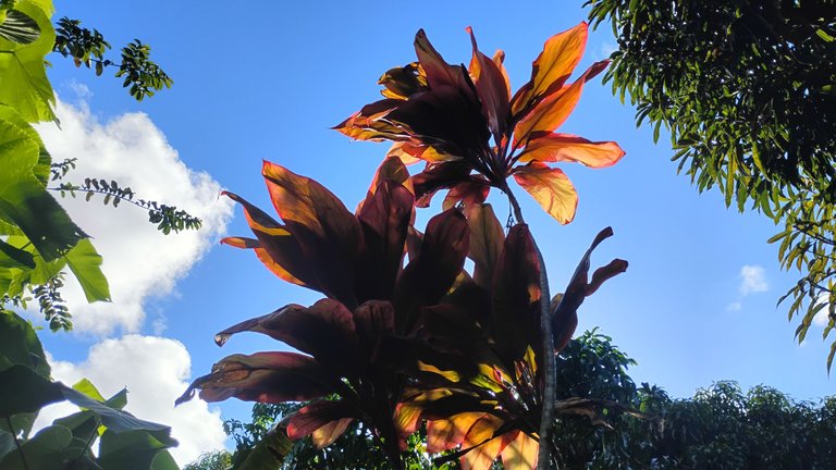 IMG_20250725_165506935_HDR.jpg