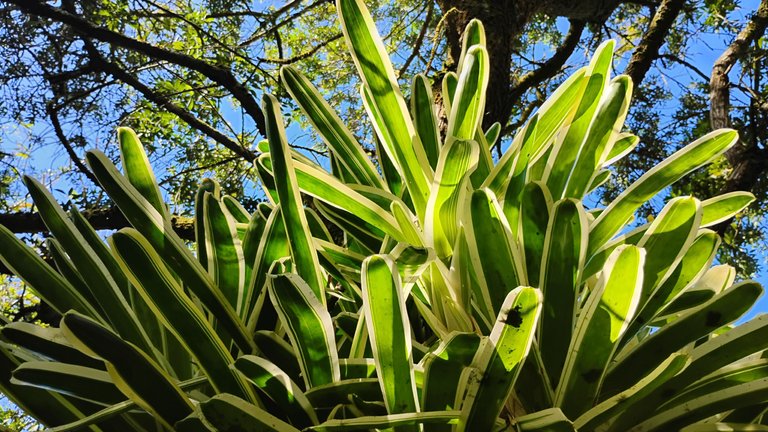 I Am #AliveAndThriving Today! || #IAmAliveChallenge || Daily Off-Grid Jungle Journal Entry: Day #931 - Overflowing Excitement for What Is to Come! - GaiaYoga Gardens, Lower Puna, Far East Big Island, Hawai'i - Thursday, February 13, 2025 