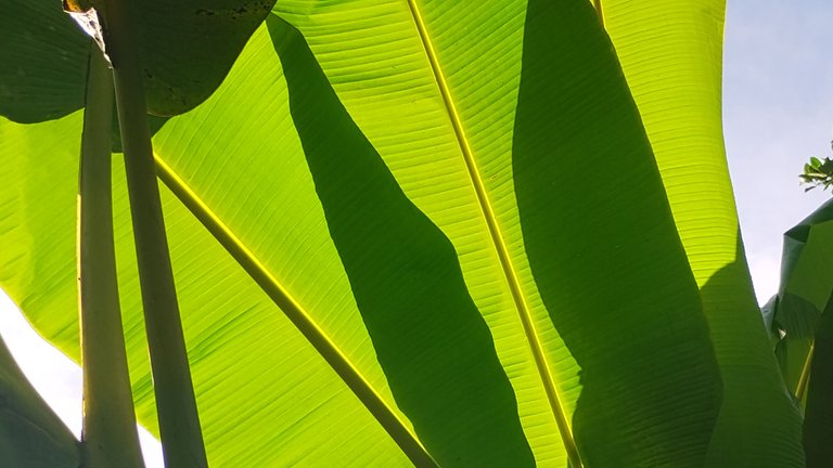 I Am #AliveAndThriving Today! || #IAmAliveChallenge || Daily Off-Grid Jungle Journal Entry: Day #820 - When It Rains, It Pours - GaiaYoga Gardens, Lower Puna, Far East Big Island, Hawai'i - Friday, October 25, 2024 