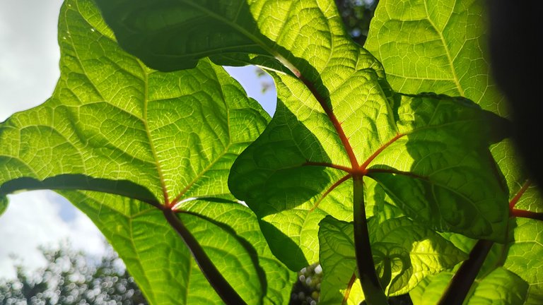 I Am #AliveAndThriving Today! || #IAmAliveChallenge || Daily Off-Grid Jungle Journal Entry: Day #1019 - More Pool Fun, and a Nice Chunk of ALIVE to Stake Today! - GaiaYoga Gardens, Lower Puna, Far East Big Island, Hawai'i - Monday, May 12, 2025 
