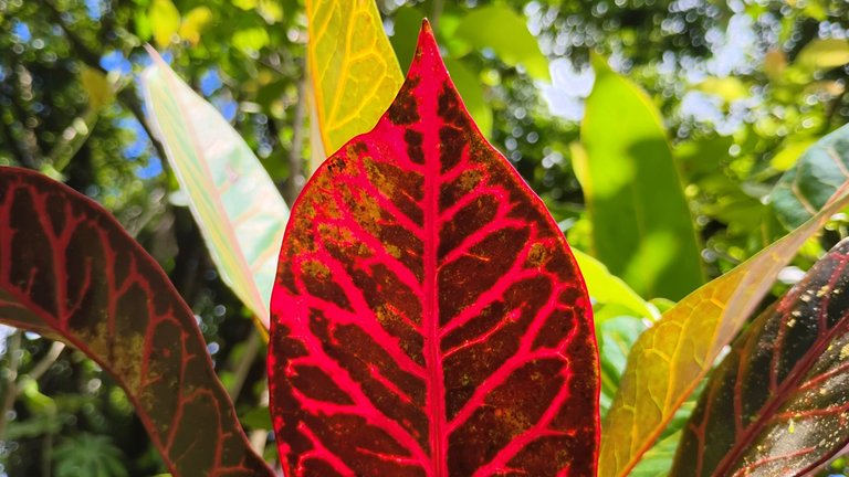 IMG_20250710_142307497_HDR.jpg