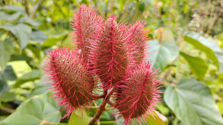 I Am #AliveAndThriving Today! || #IAmAliveChallenge || Daily Off-Grid Jungle Journal Entry: Day #1082 - The Two Factors That Limit Hive's Growth - GaiaYoga Gardens, Lower Puna, Far East Big Island, Hawai'i - Monday, July 14, 2025