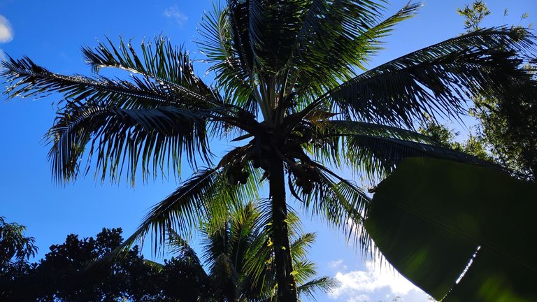 I Am #AliveAndThriving Today! || #IAmAliveChallenge || Daily Off-Grid Jungle Journal Entry: Day #933 - KE Ratio, an Excellent New Hive Tool to Hone Who We Support! - GaiaYoga Gardens, Lower Puna, Far East Big Island, Hawai'i - Saturday, February 15, 2025 