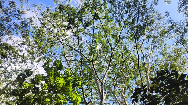 IMG_20250727_162417460_HDR.jpg