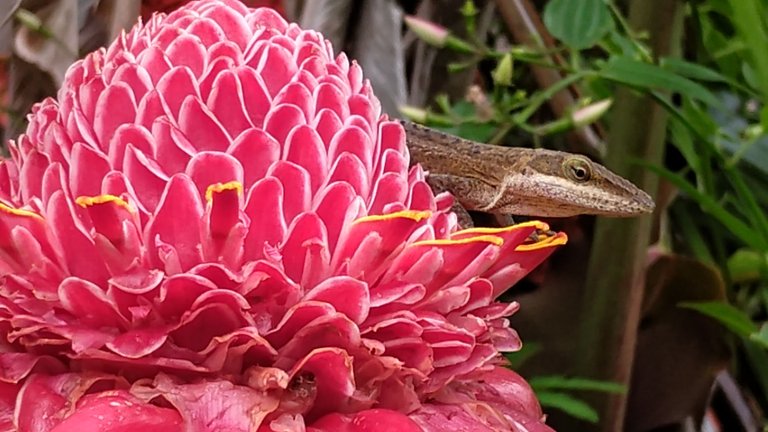 I Am #AliveAndThriving Today! || #IAmAliveChallenge || Daily Off-Grid Jungle Journal Entry: Day #1065 - Hive Is Still the Best Investment That I've Ever Made! - GaiaYoga Gardens, Lower Puna, Far East Big Island, Hawai'i - Friday, June 27, 2025 