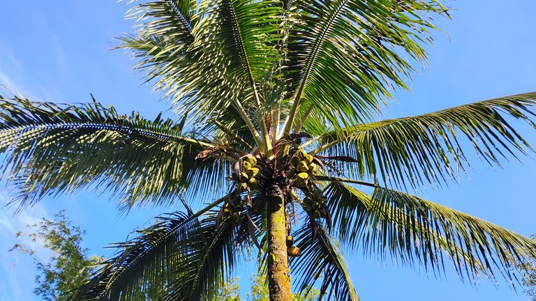 I Am #AliveAndThriving Today! || #IAmAliveChallenge || Daily Off-Grid Jungle Journal Entry: Day #1067 - HPUD and Past 10,100 HP Today! - GaiaYoga Gardens, Lower Puna, Far East Big Island, Hawai'i - Sunday, June 29, 2025 