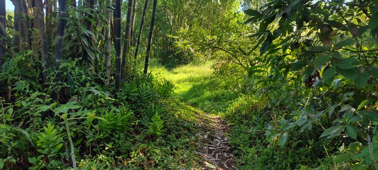 I Am #AliveAndThriving Today! || #IAmAliveChallenge || Daily Off-Grid Jungle Journal Entry: Day #415 - Experiments with IPFS - GaiaYoga Gardens, Lower Puna, Far East Big Island, Hawai'i - Friday, September 15, 2023 
