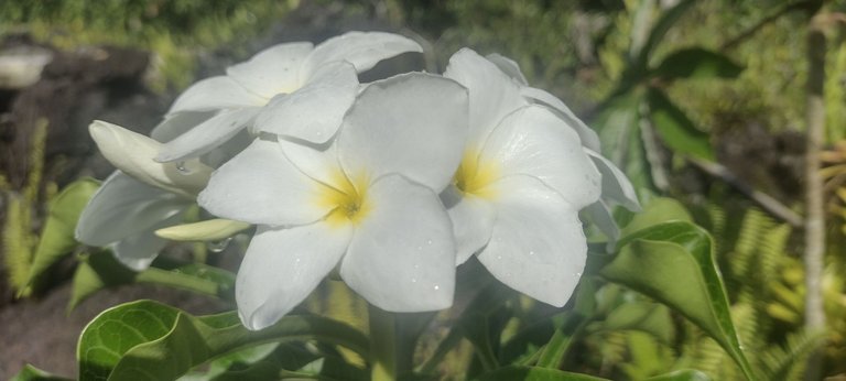 IMG_20230803_084945474_HDR.jpg