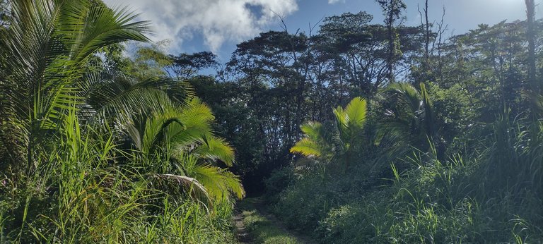 I Am #AliveAndThriving Today! || #IAmAliveChallenge || Daily Off-Grid Jungle Journal Entry: Day #504 - Possible New Guides and Tutorials - GaiaYoga Gardens, Lower Puna, Far East Big Island, Hawai'i - Wednesday, December 13, 2023 