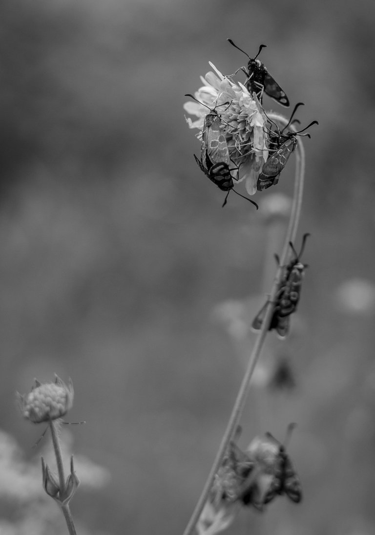 DSC_7428.jpg