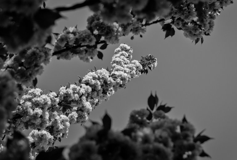 DSC_7911.jpg