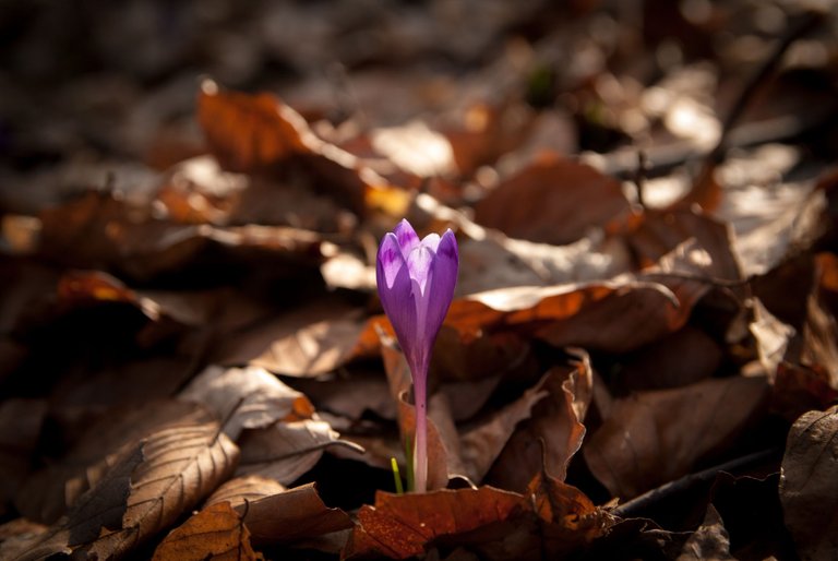 DSC_2237.jpg