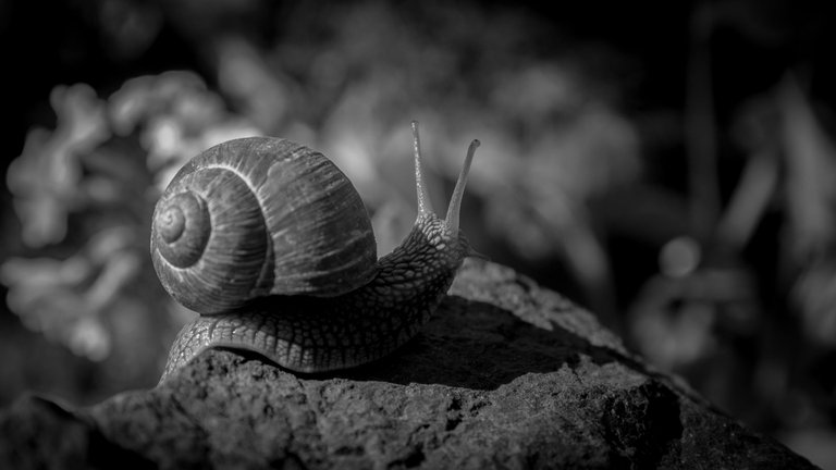 DSC_6817.jpg
