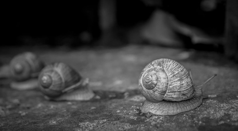 DSC_6274.jpg