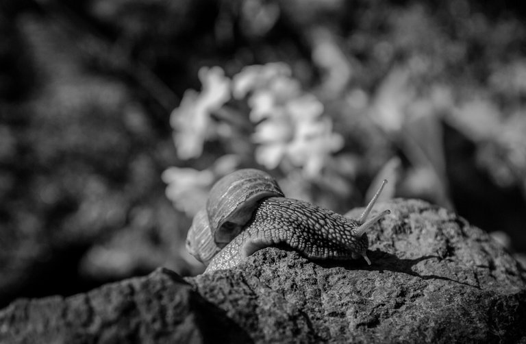 DSC_6810-2.jpg