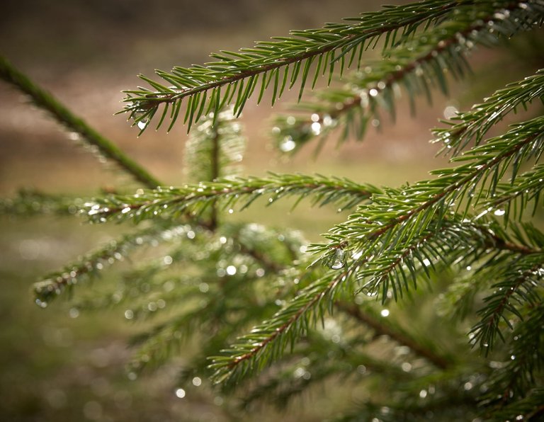 DSC_7820 1.jpg