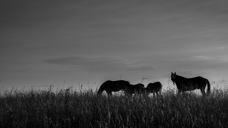 DSC_6453.jpg