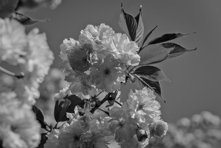 DSC_7812.jpg