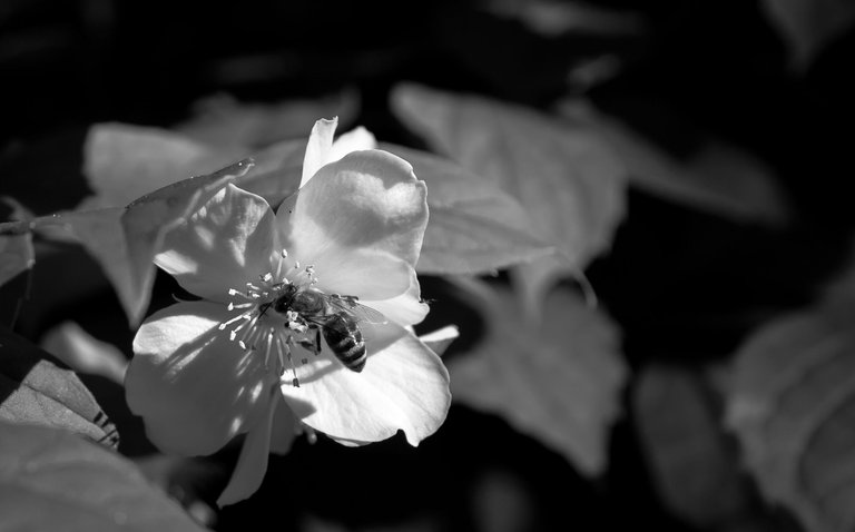 DSC_7990.jpg