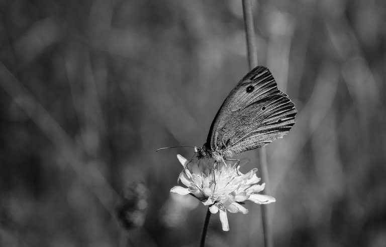 DSC_7241.jpg