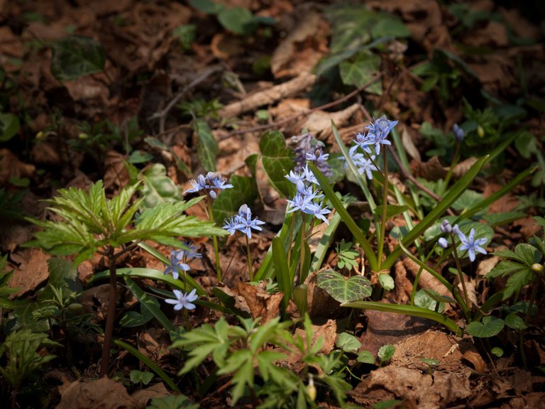 DSC_2287.jpg