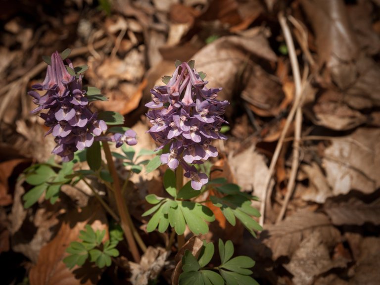 DSC_2254.jpg