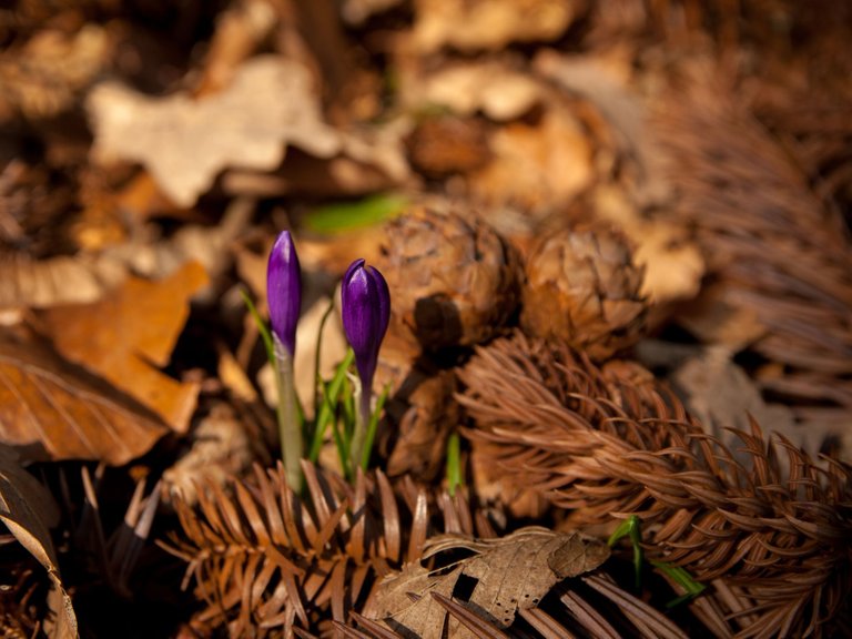DSC_2294.jpg