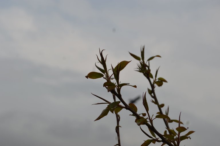 DSC_0065.JPG
