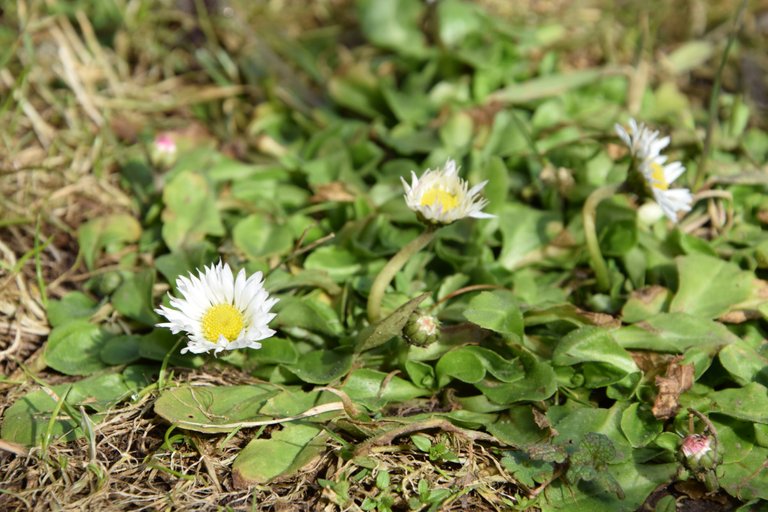 Gänseblümchen_1.JPG