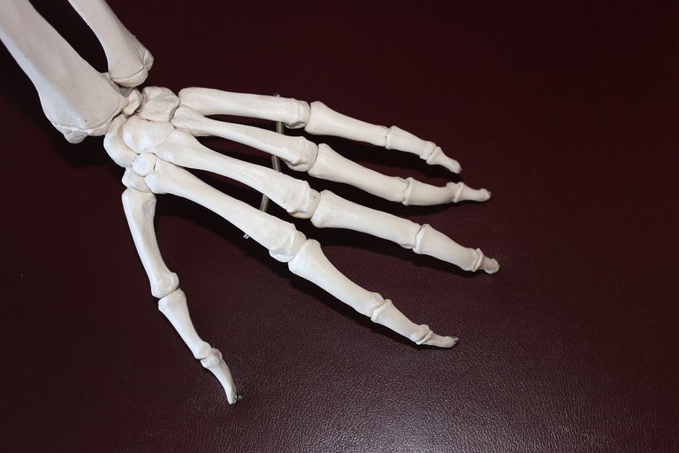 skeleton-778069_1280.jpg