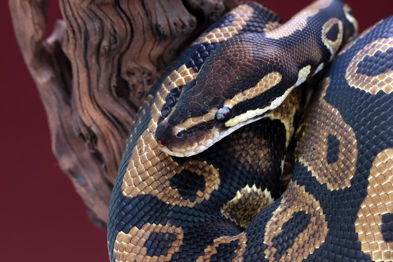 ball-python-snake-closeup-wood.jpg