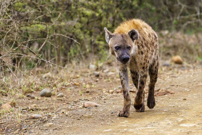 shallow-focus-shot-spotted-hyena-walking-dirt-road-with-blurred-space.jpg