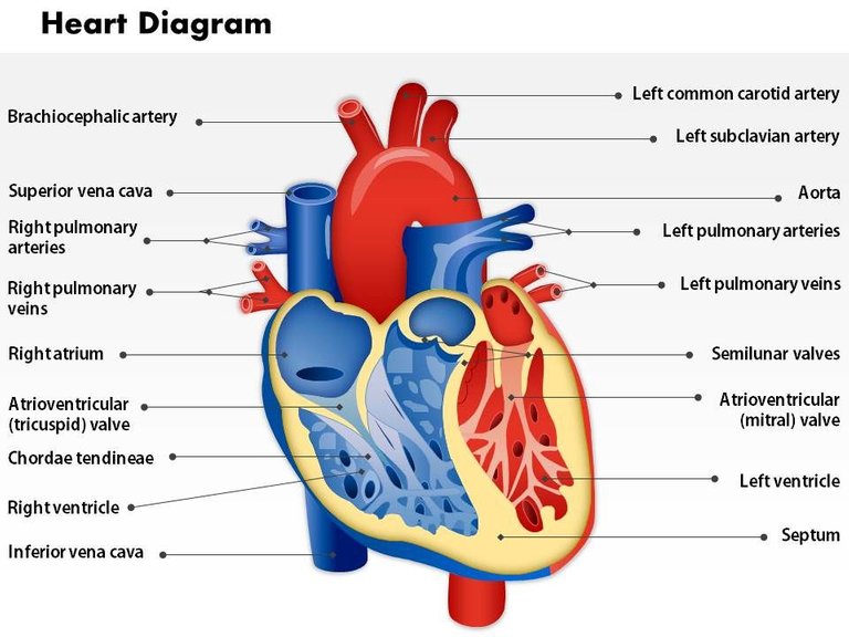 0514_heart_human_anatomy_medical_images_for_powerpoint_Slide01_1.jpg