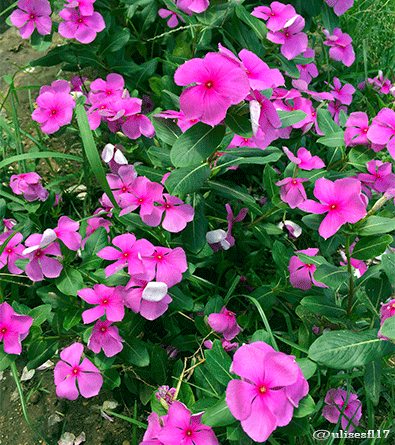 Catharanthus1.png