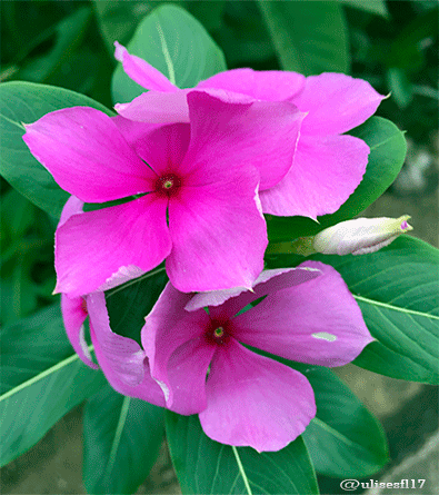 Catharanthus2.png