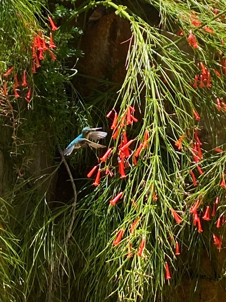 IMG_5858.jpeg