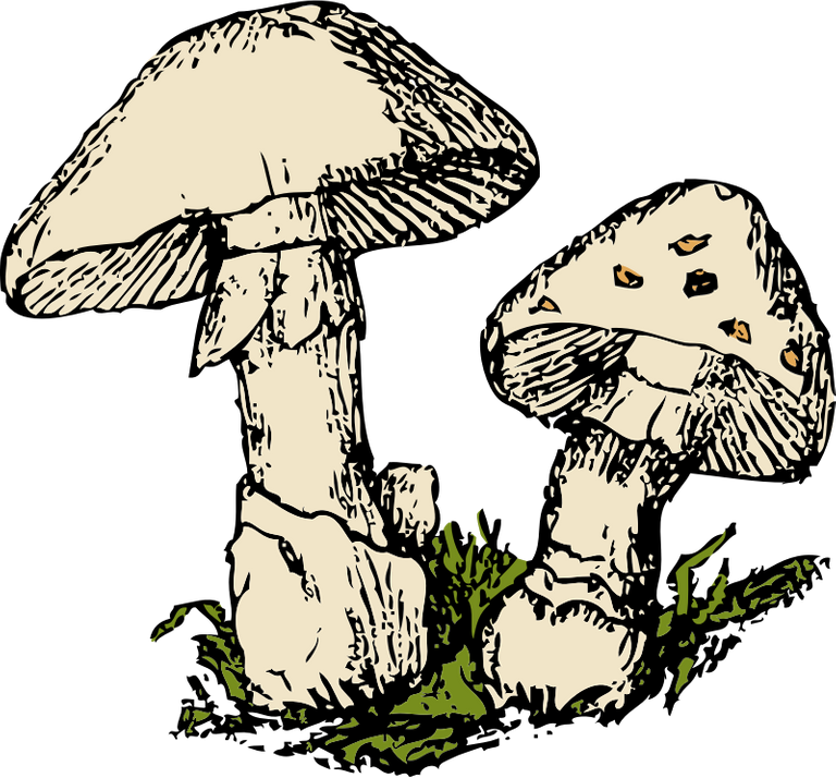 fungi-clipart-693960.png