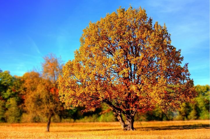 tree-99852__480.jpg