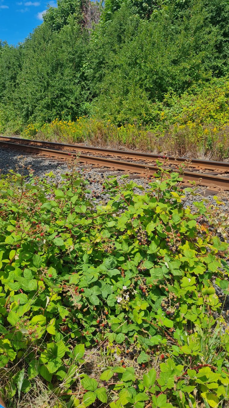 White Rock Train Berries at the trail